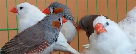 珍珠鳥幼鳥|珍珠鳥介紹，養殖技巧，以及區分公母，更生態養殖。一年生五窩